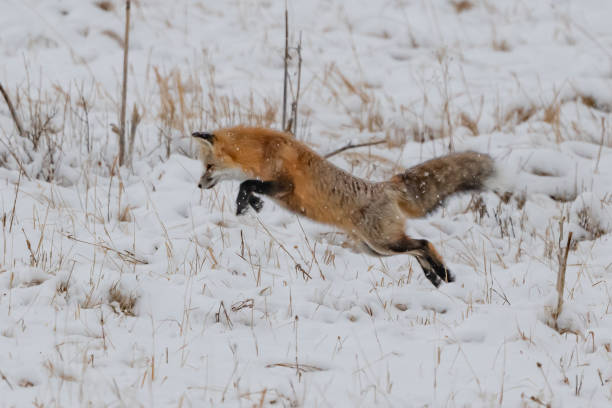 istock Red fox jumping for mice and voles under snow 1287311289