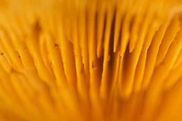 istock Wild yellow mushroom growing in a trunk 1287311435