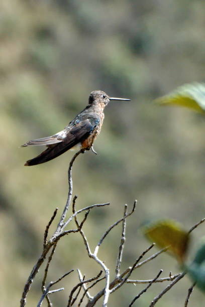 istock Giant hummingbird perched on a twig 1287311479