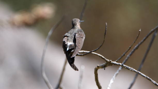 istock Giant hummingbird perched on a twig 1287311717