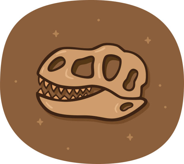 ilustraciones, imágenes clip art, dibujos animados e iconos de stock de garódle cráneo de dinosaurio - paleobiology