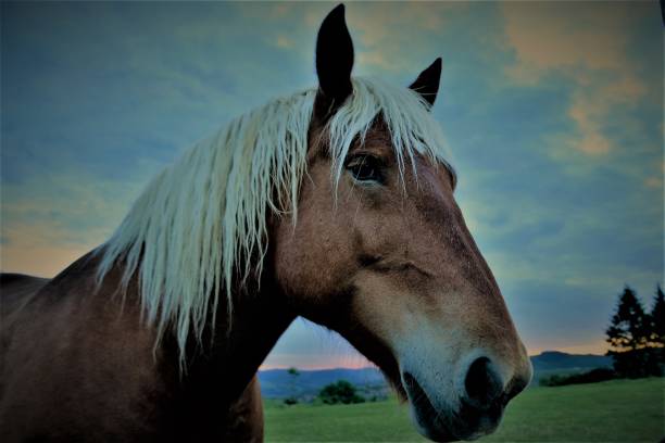 istock Spirit of Freedom 1287313775