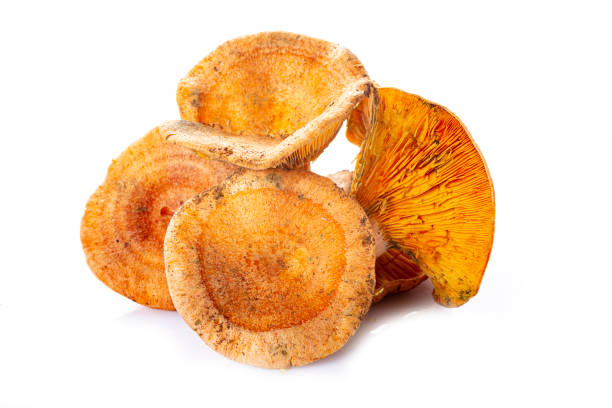istock Saffron milk caps or red pine mushrooms isolated on white 1287313909