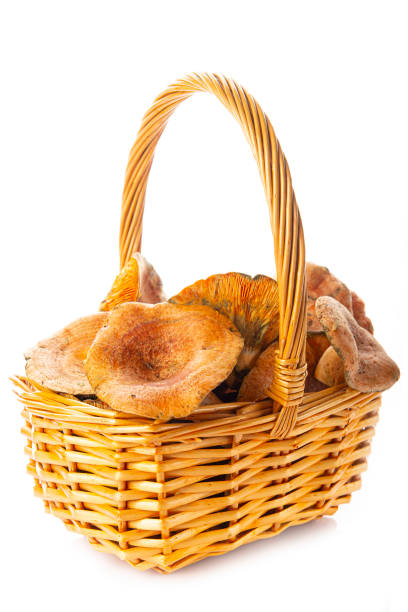 Basket with saffron milk caps or red pine mushrroms isolated on a white background
