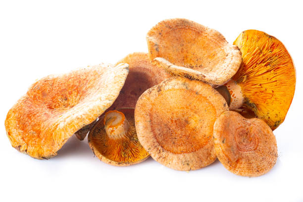 Saffron milk caps or red pine mushrooms isolated on white stock photo