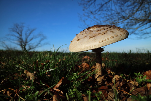 Macrolepiota procera, the parasol mushroom, ibasidiomycete fungus