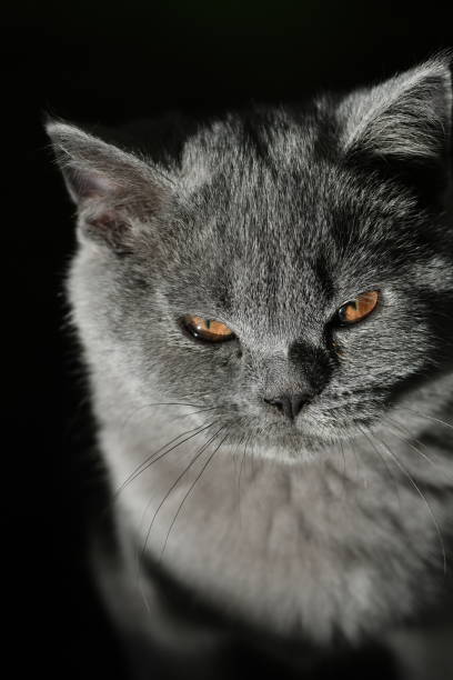 istock Close up on a tiny British shorthair blue kitten 1287315752