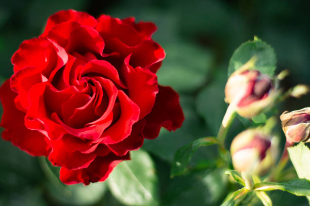 бутон и цветок ярко-красной розы hommage барбара разнообразие в зелени в саду на кусте - barbara bush rose стоковые фото и изображения