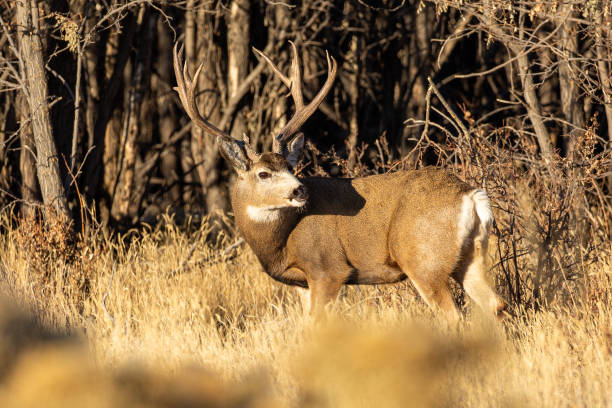 istock Trophy mule deer bucks taken at varying angles 1287316848