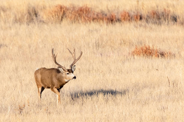 istock Trophy mule deer bucks taken at varying angles 1287316853