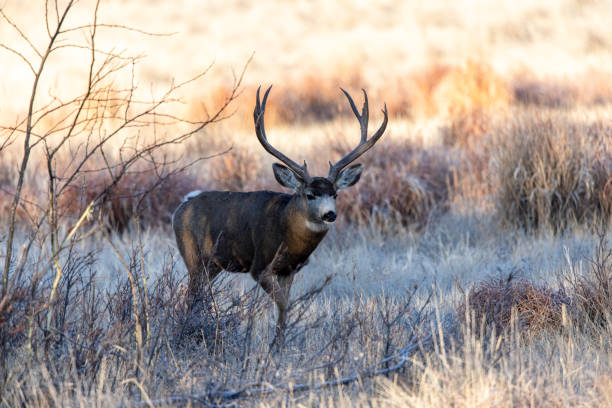 istock Trophy mule deer bucks taken at varying angles 1287316857