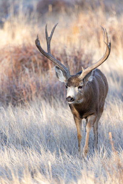 istock Trophy mule deer bucks taken at varying angles 1287316875