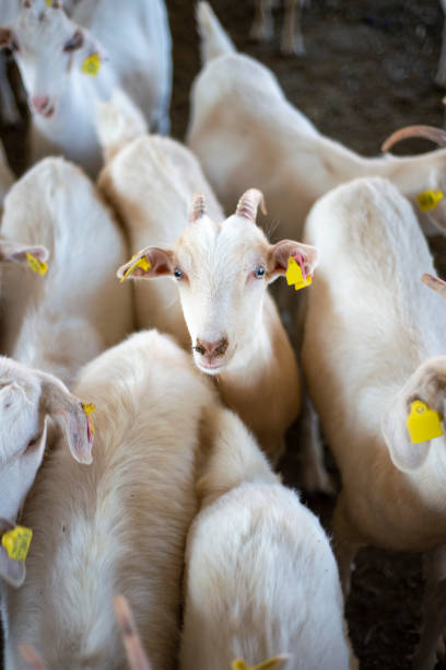 Shot of a flock of goats in an enclosure at a dairy farm.
