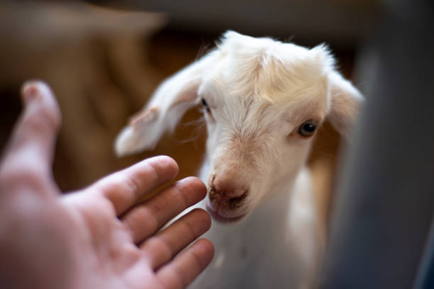 istock Beautiful Baby Goat 1287317664