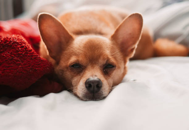 istock Pomeranian Chihuahua sleeps 1287317676