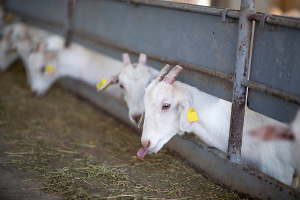 istock Goats eating feed on the farm 1287317717