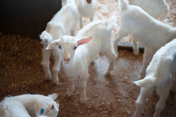 Close up of young milking goat