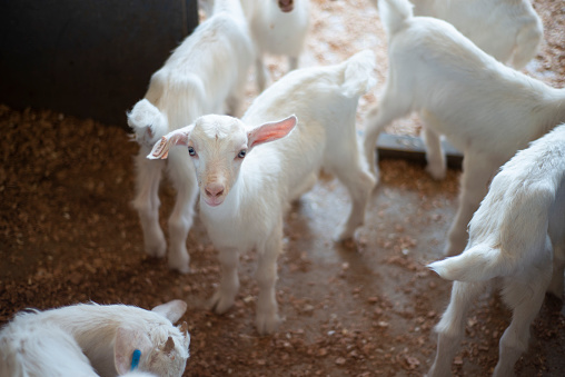 Shot of a flock of baby goats in a dairy farm.