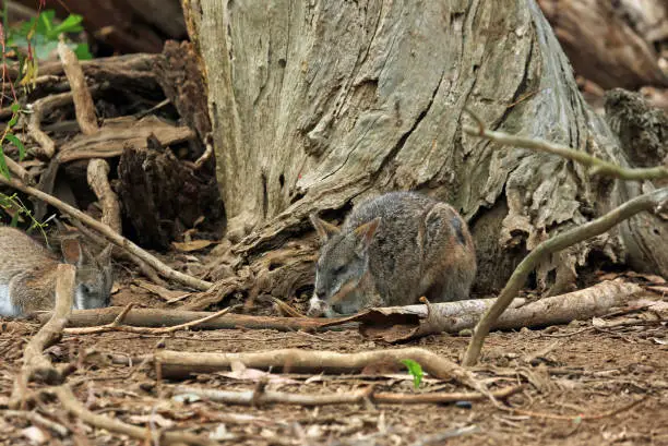 Photo of Parma Wallaby sleeping in the wood