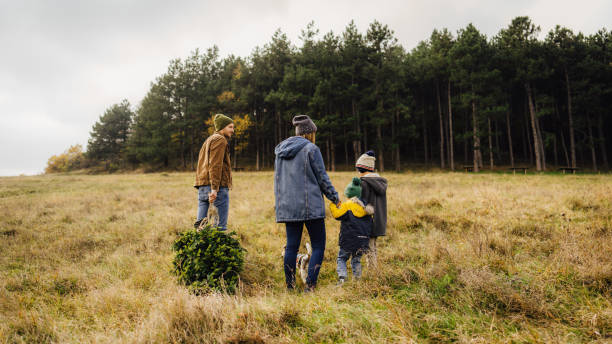 istock We've chosen the perfect Christmas tree! 1287318714