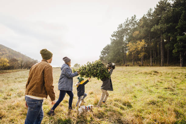 We've chosen the perfect Christmas tree!