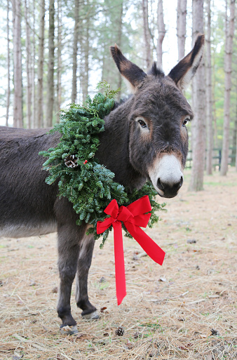 This cute mini donkey wears a holiday wreath in a pasture