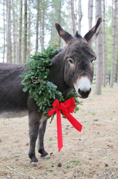 Miniature donkey wearing a Christmas wreath around its neck stock photo