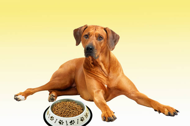 istock Rhodesian ridgeback Dog lying down by bowl of kibble food  waiting for feeding. 1287322021