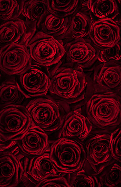 istock fresh red roses isolated on a black background.vertical greeting card with roses 1287322802