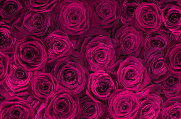 istock roses isolated on a black background. Greeting card with roses 1287323377