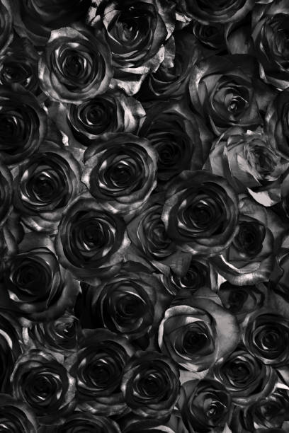 istock black roses isolated on a black background. Greeting card with roses 1287323382