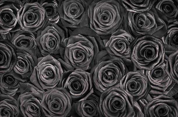 istock black roses isolated on a black background. Greeting card with roses 1287323497
