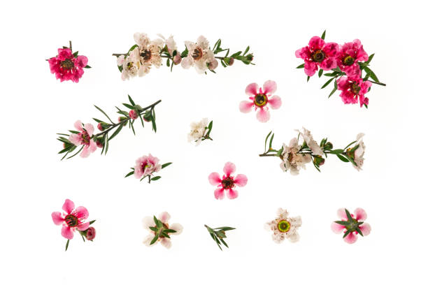 podświetlane białe i różowe kwiaty drzewa manuka w rozkwicie na białym tle - manuka zdjęcia i obrazy z banku zdjęć