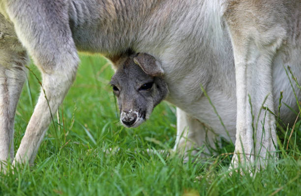 istock Joey in the pouch 1287323554