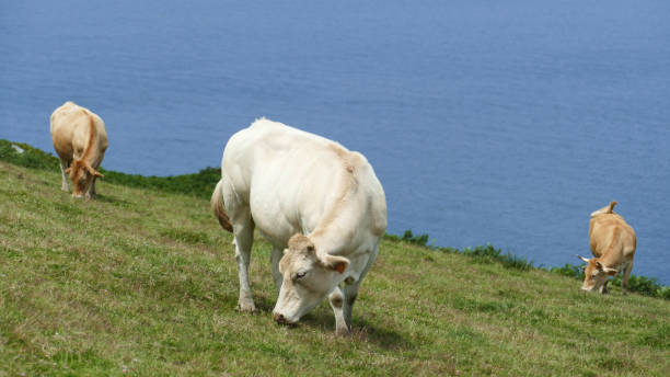 istock Cows grazing on a hillside by the sea 1287323592