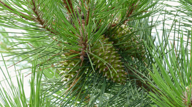 istock Branch of a pine tree with pine cones 1287324654
