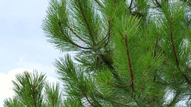 istock Branch of a pine tree with pine cones and the clouds in the background 1287324683