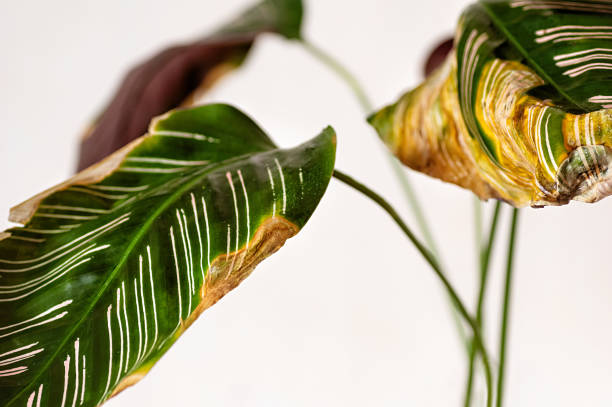Diseases of indoor plants. Sick leaves of Calathea ornata. Poor care of indoor plants. Diseases of indoor plants. Sick leaves of Calathea ornata. Poor care of indoor plants. Close up. calathea stock pictures, royalty-free photos & images