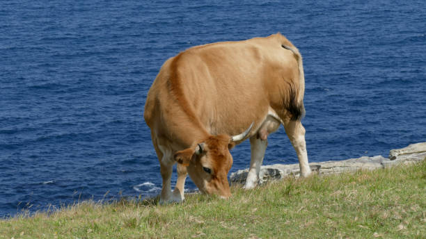 istock Brown cow grazing on a hillside by the sea 1287324903