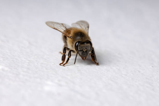 istock Western Honey Bee in the wall 1287326792