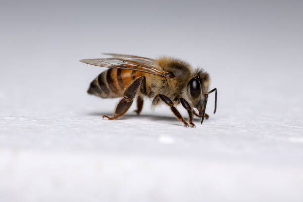 istock Western Honey Bee in the wall 1287326802