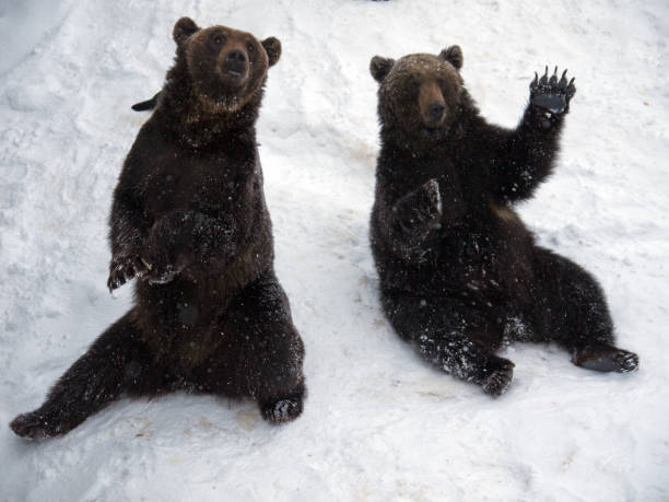 istock Welcome Greetings from Noboribetsu Bears 1287328057