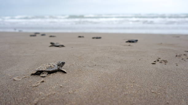 istock newborn turtle on the way to the sea 1287331396