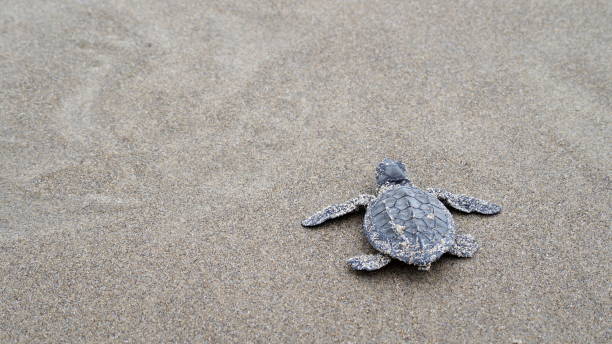 istock newborn turtle on the way to the sea 1287331404