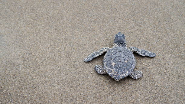 istock newborn turtle on the way to the sea 1287331412