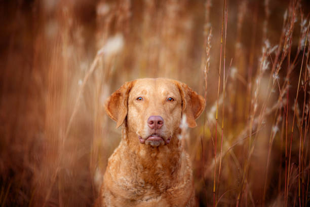 istock Chesapeake Bay Retriever in the fall foliage 1287332787