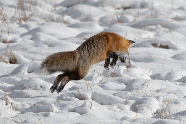 istock Red fox jumping for mouse or vole under the snow 1287332865