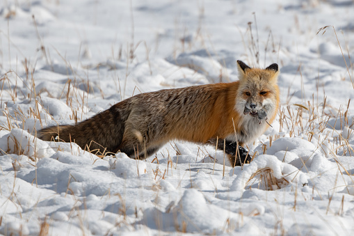 Cute fox on snow in winter season