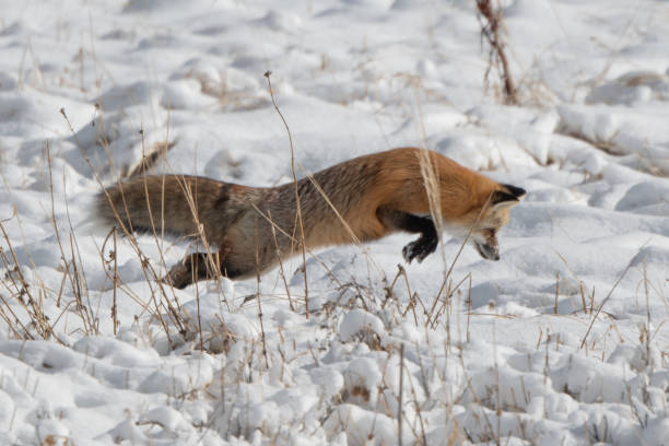 istock Red fox jumping for mouse or vole under the snow 1287332953