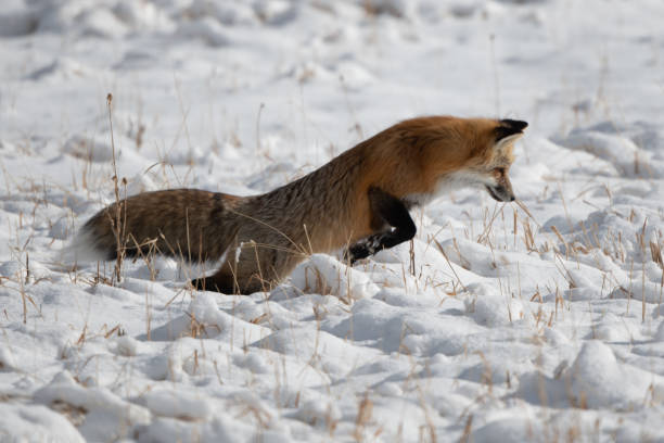 istock Red fox jumping for mouse or vole under the snow 1287333603